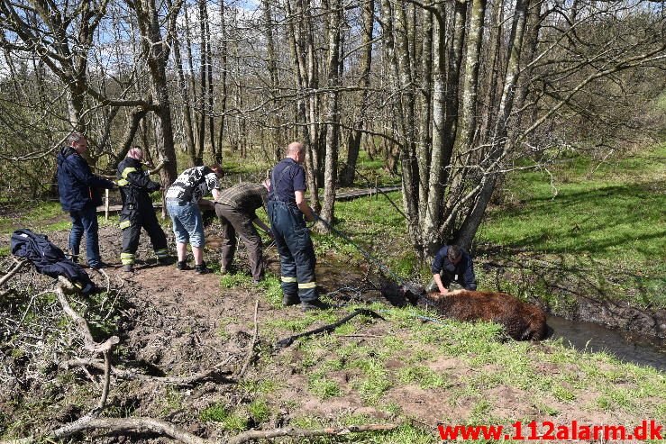 Dyreredning. I en lille å ved Knabberup. 22/04-2016. Kl. 12:00.