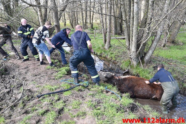 Dyreredning. I en lille å ved Knabberup. 22/04-2016. Kl. 12:00.