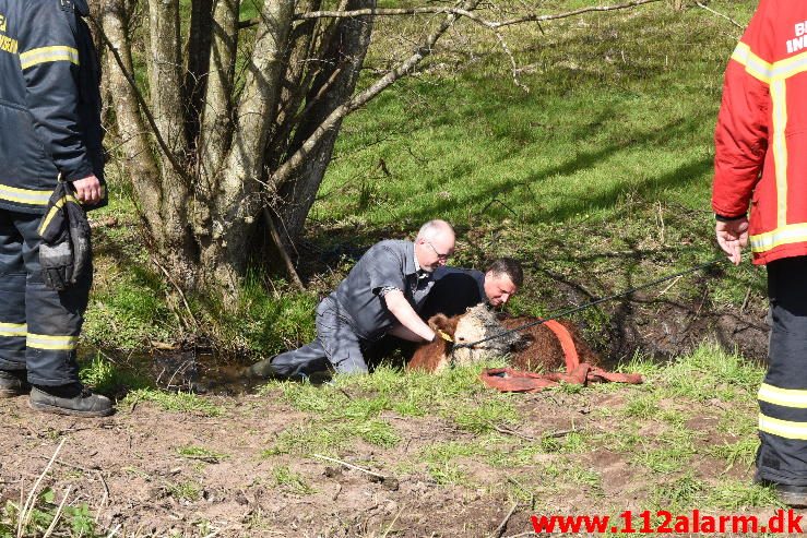 Dyreredning. I en lille å ved Knabberup. 22/04-2016. Kl. 12:00.