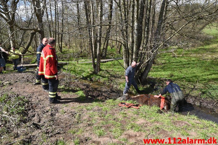 Dyreredning. I en lille å ved Knabberup. 22/04-2016. Kl. 12:00.