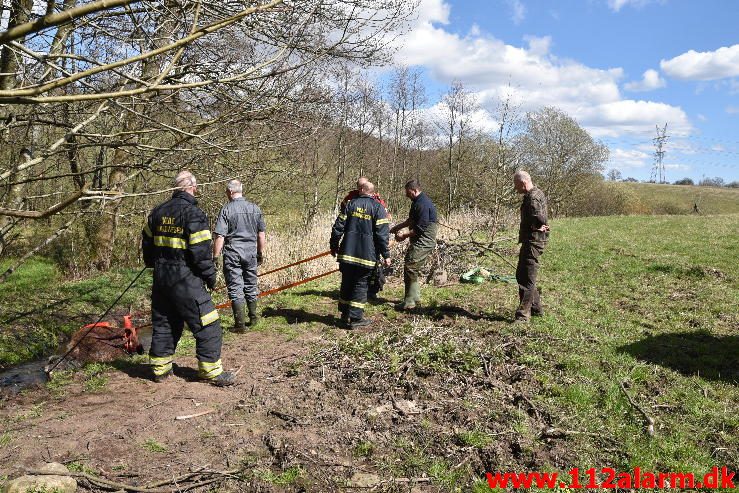 Dyreredning. I en lille å ved Knabberup. 22/04-2016. Kl. 12:00.