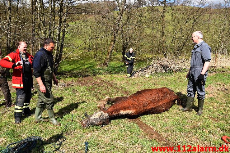 Dyreredning. I en lille å ved Knabberup. 22/04-2016. Kl. 12:00.