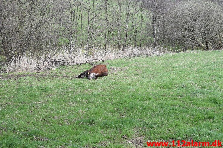 Dyreredning. I en lille å ved Knabberup. 22/04-2016. Kl. 12:00.
