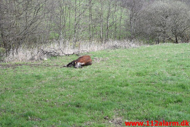 Dyreredning. I en lille å ved Knabberup. 22/04-2016. Kl. 12:00.