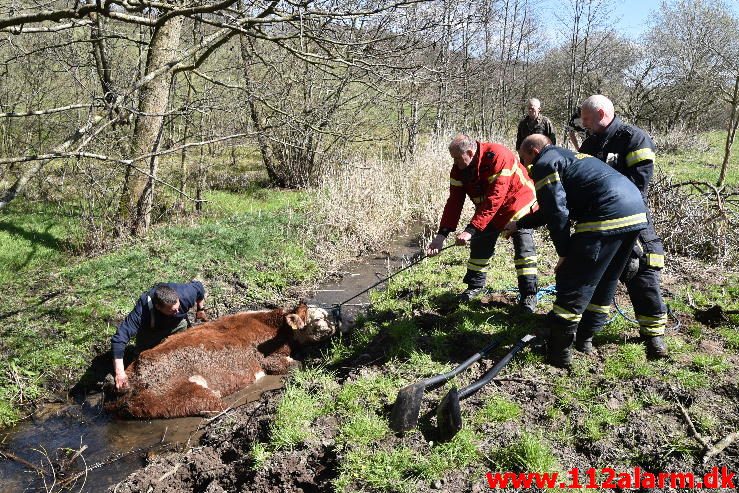 Dyreredning. I en lille å ved Knabberup. 22/04-2016. Kl. 12:00.