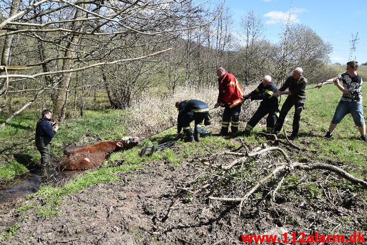 Dyreredning. I en lille å ved Knabberup. 22/04-2016. Kl. 12:00.