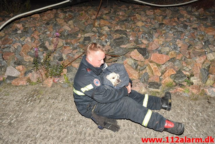 Hund faldet i havnebassinet. Vejle Havn. 28/07-2017. Kl. 21:49.