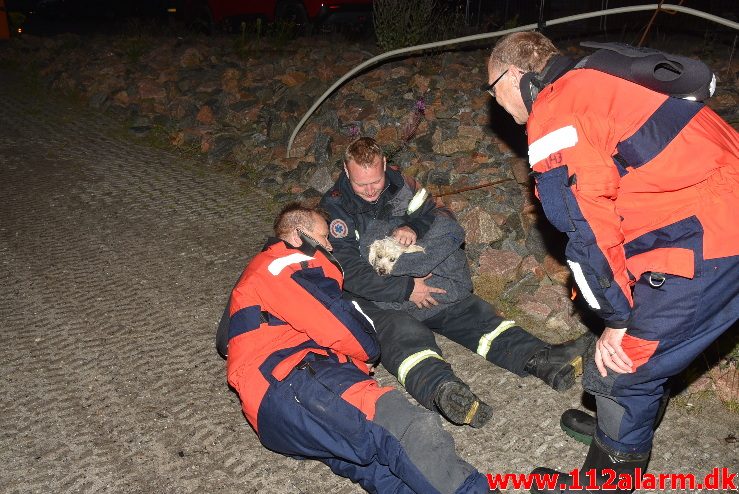 Hund faldet i havnebassinet. Vejle Havn. 28/07-2017. Kl. 21:49.