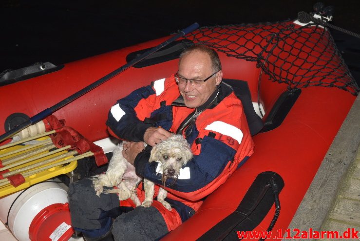 Hund faldet i havnebassinet. Vejle Havn. 28/07-2017. Kl. 21:49.