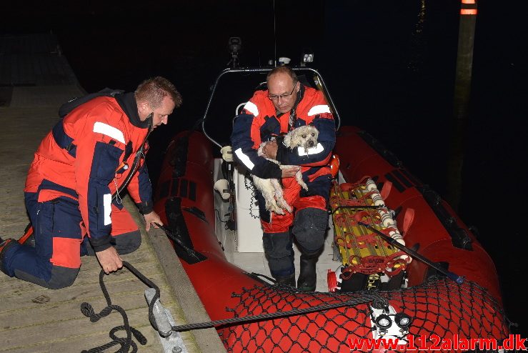 Hund faldet i havnebassinet. Vejle Havn. 28/07-2017. Kl. 21:49.