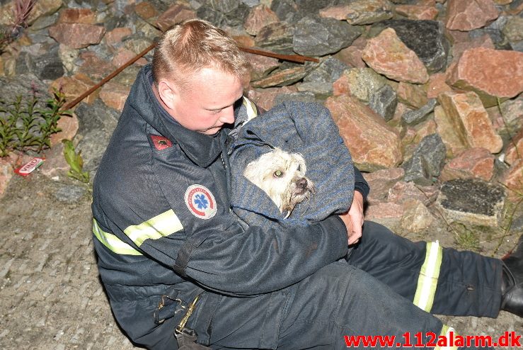 Hund faldet i havnebassinet. Vejle Havn. 28/07-2017. Kl. 21:49.