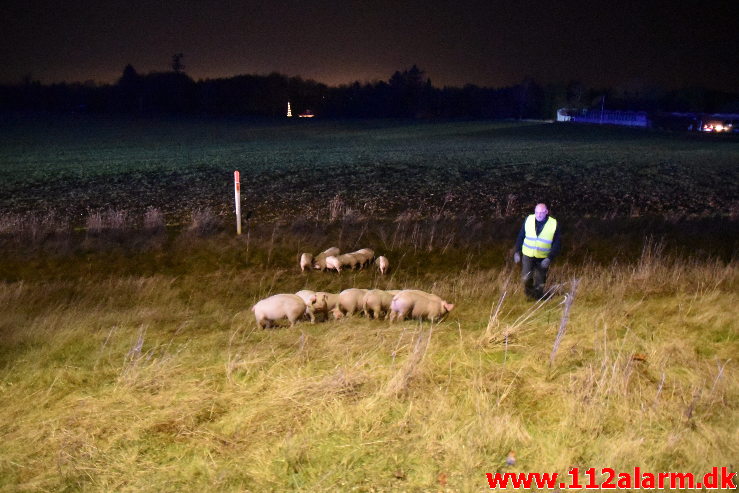 Væltet grisetransport. Jyllandsvej i Middelfart. 18/12-2019. KL. 17:31.