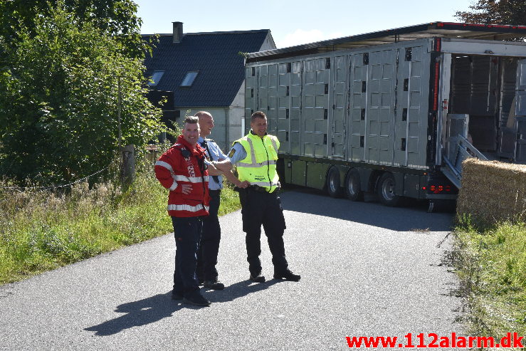 Væltet Grisetransport. Potmosevej ved Østbirk. 02/09-2020. Kl 09:47.