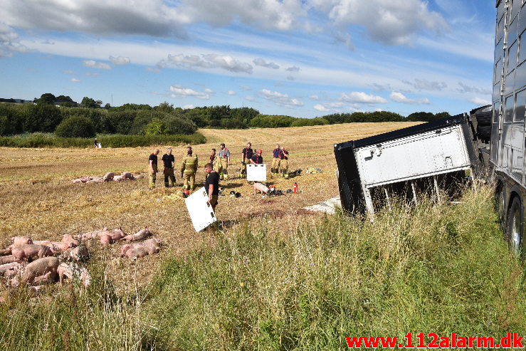 Væltet Grisetransport. Potmosevej ved Østbirk. 02/09-2020. Kl 09:47.