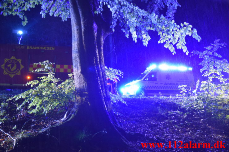 Ramte et træ inde i skoven. Munkebjergvej i Vejle. 04/07-2023. Kl. 01:37.