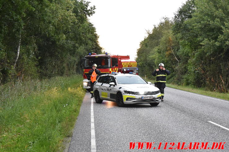 Ramte et træ. Bredstenvej ved Skibet. 05/08-2023. KL. 05:42.