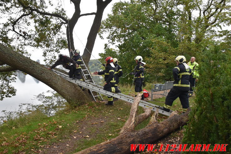 Ung kvinde skulle hjælpes ned fra et træ Tirsbæk Strandvej 2 i Vejle. 09/10-2023. Kl. 14:37.