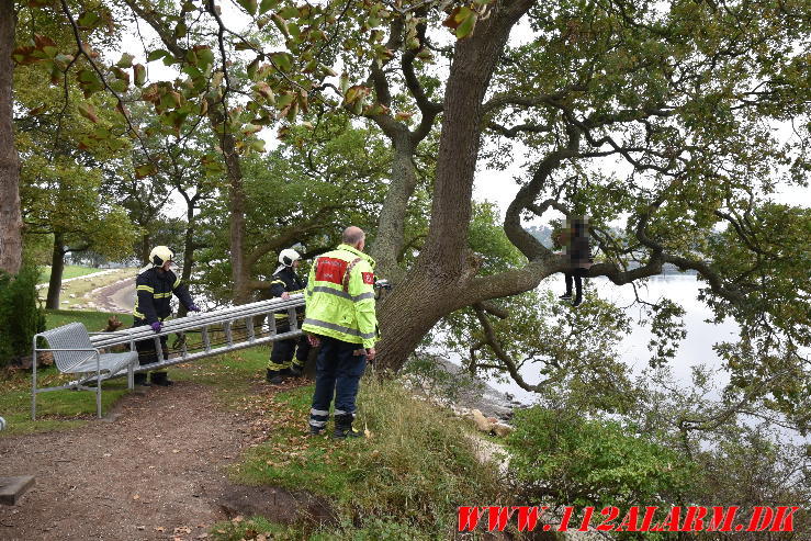 Ung kvinde skulle hjælpes ned fra et træ Tirsbæk Strandvej 2 i Vejle. 09/10-2023. Kl. 14:37.