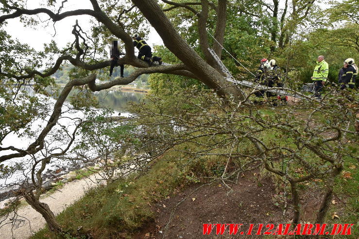 Ung kvinde skulle hjælpes ned fra et træ Tirsbæk Strandvej 2 i Vejle. 09/10-2023. Kl. 14:37.